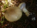 Cortinarius cephalixus image