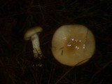 Cortinarius cephalixus image