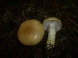 Cortinarius cephalixus image
