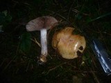 Cortinarius dionysae image
