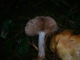 Cortinarius dionysae image