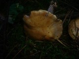 Cortinarius dionysae image