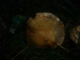 Cortinarius dionysae image