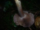 Cortinarius dionysae image