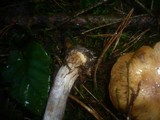 Cortinarius dionysae image