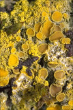 Candelaria concolor image