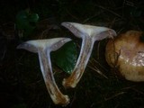 Cortinarius dionysae image