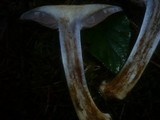 Cortinarius dionysae image