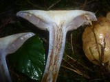 Cortinarius dionysae image