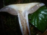 Cortinarius dionysae image