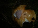 Cortinarius dionysae image