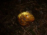Cortinarius elegantissimus image