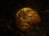 Cortinarius elegantissimus image