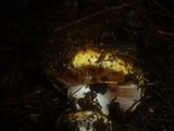 Cortinarius elegantissimus image