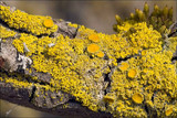 Candelaria concolor image