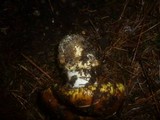 Cortinarius elegantissimus image