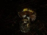 Cortinarius elegantissimus image
