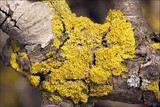 Candelaria concolor image