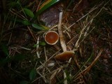 Cortinarius junghuhnii image