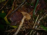 Cortinarius junghuhnii image