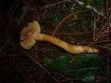 Cortinarius limonius image