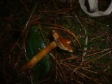 Cortinarius limonius image
