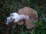 Cortinarius variicolor image