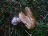 Cortinarius variicolor image