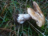 Cortinarius variicolor image