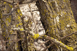 Candelaria concolor image