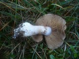 Cortinarius variicolor image