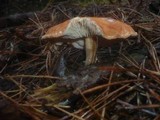 Cystodermella cinnabarina image
