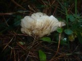 Hygrophorus flavodiscus image