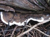 Bjerkandera adusta image