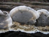 Bjerkandera adusta image