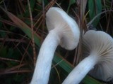 Hygrophorus gliocyclus image