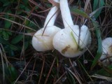 Hygrophorus gliocyclus image