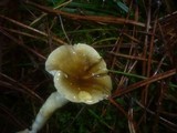 Hygrophorus hypothejus image