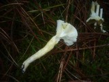 Hygrophorus hypothejus image