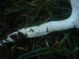 Hygrophorus latitabundus image