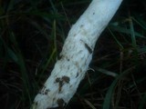 Hygrophorus latitabundus image