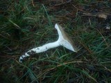 Hygrophorus latitabundus image