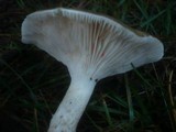 Hygrophorus latitabundus image