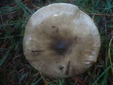 Hygrophorus latitabundus image