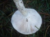 Hygrophorus latitabundus image