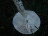 Hygrophorus latitabundus image