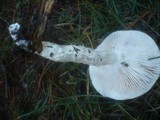 Hygrophorus latitabundus image