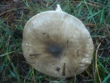 Hygrophorus latitabundus image