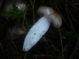 Hygrophorus latitabundus image