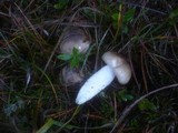 Hygrophorus latitabundus image